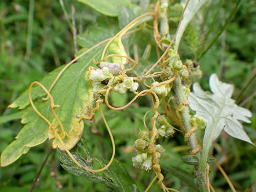 f:id:Naturalhistory:20200926135858j:plain