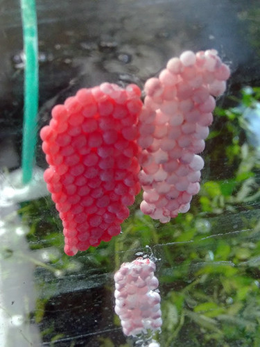 f:id:Naturalhistory:20200929160006j:plain f:id:Naturalhistory:20200929160006j:plain
