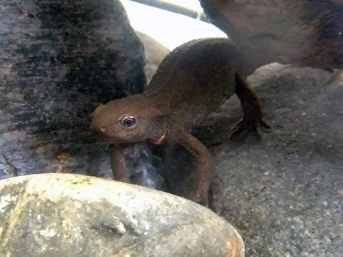 f:id:Naturalhistory:20200929160020j:plain f:id:Naturalhistory:20200929160020j:plain