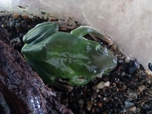f:id:Naturalhistory:20200929160058j:plain f:id:Naturalhistory:20200929160058j:plain