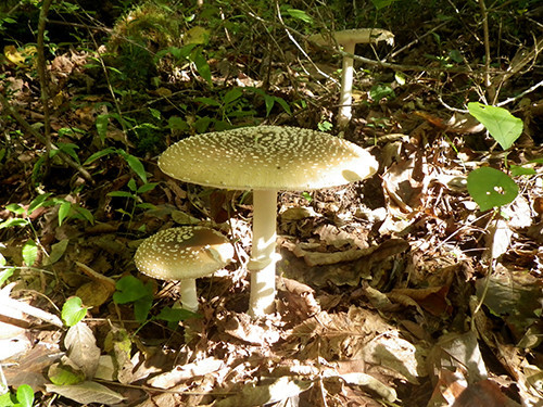 f:id:Naturalhistory:20201002142715j:plain f:id:Naturalhistory:20201002142715j:plain