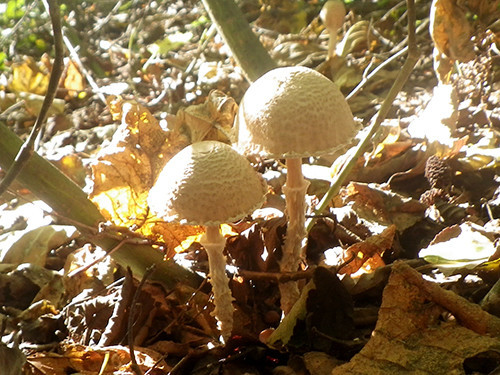 f:id:Naturalhistory:20201002144404j:plain f:id:Naturalhistory:20201002144404j:plain