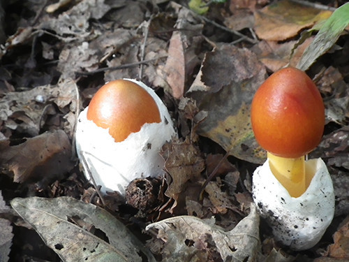 f:id:Naturalhistory:20201002151204j:plain f:id:Naturalhistory:20201002151204j:plain