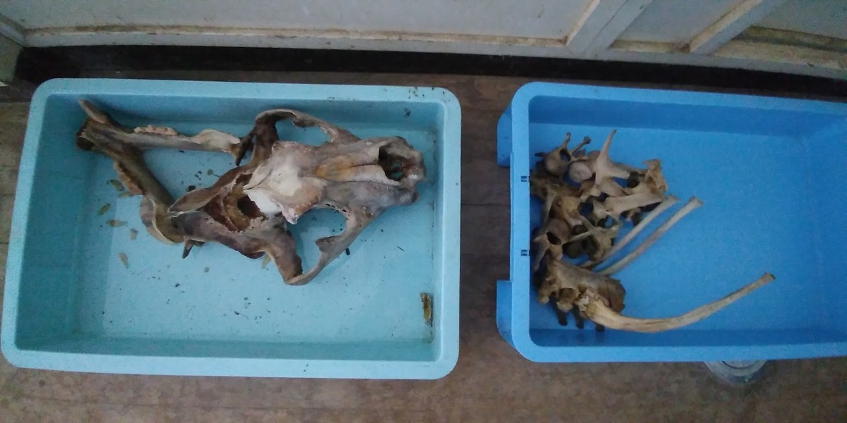 f:id:Naturalhistory:20201002162909j:plain