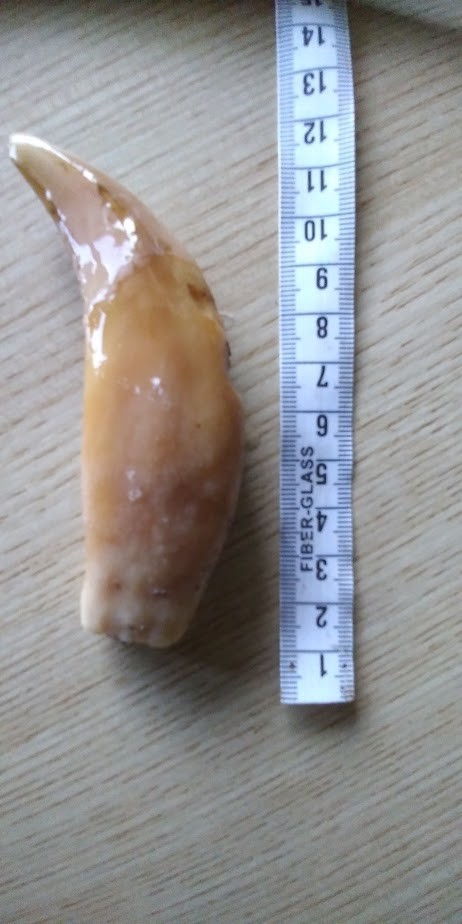 f:id:Naturalhistory:20201002162956j:plain