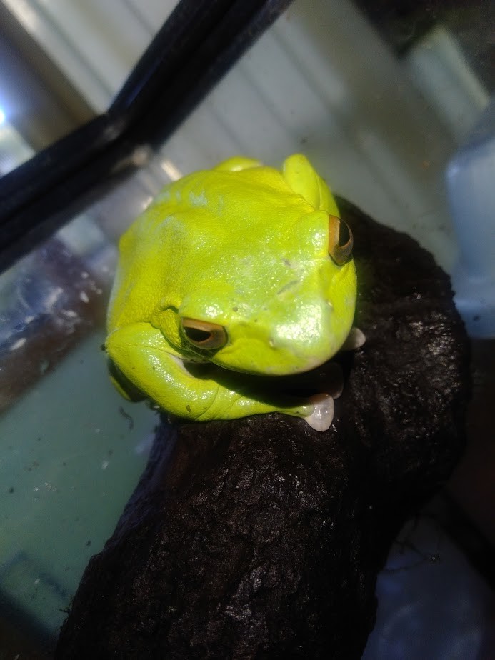 f:id:Naturalhistory:20201002163049j:plain
