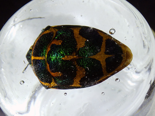 f:id:Naturalhistory:20201006100138j:plain