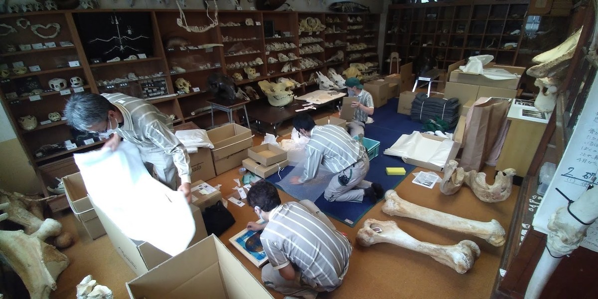 f:id:Naturalhistory:20201008161159j:plain