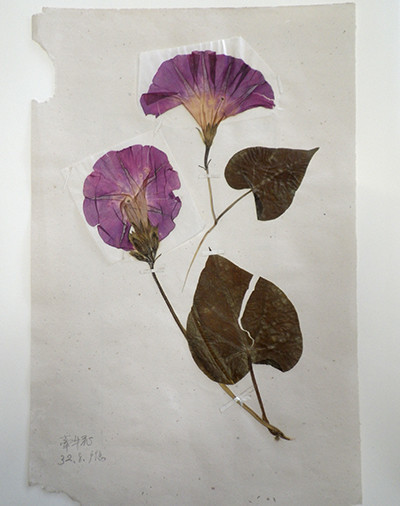 f:id:Naturalhistory:20201014114310j:plain
