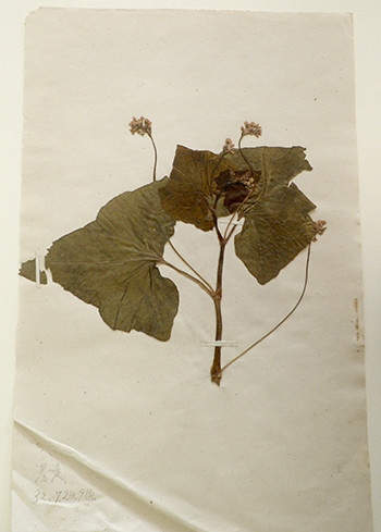 f:id:Naturalhistory:20201014120134j:plain