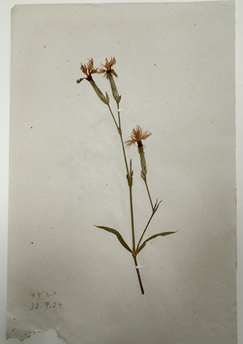 f:id:Naturalhistory:20201014131518j:plain