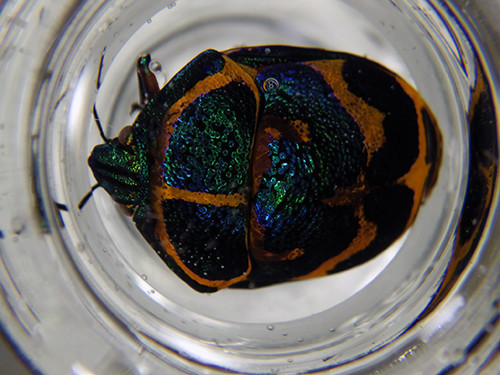 f:id:Naturalhistory:20201015093717j:plain