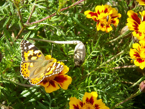 f:id:Naturalhistory:20201016120824j:plain