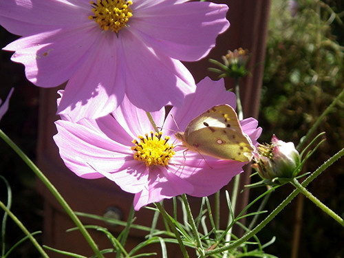f:id:Naturalhistory:20201016121043j:plain