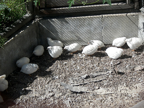 f:id:Naturalhistory:20201016121231j:plain