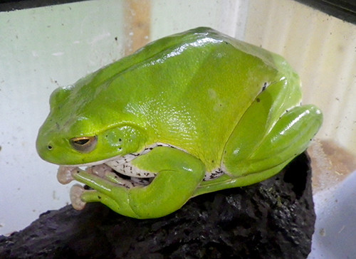 f:id:Naturalhistory:20201017162442j:plain f:id:Naturalhistory:20201017162442j:plain