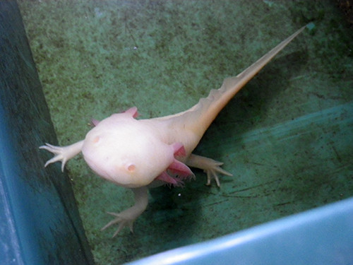 f:id:Naturalhistory:20201017163037j:plain f:id:Naturalhistory:20201017163037j:plain