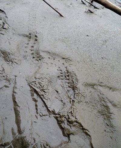 f:id:Naturalhistory:20201019125855j:plain