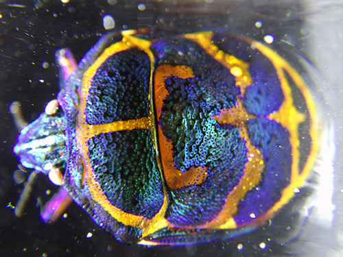 f:id:Naturalhistory:20201021142653j:plain