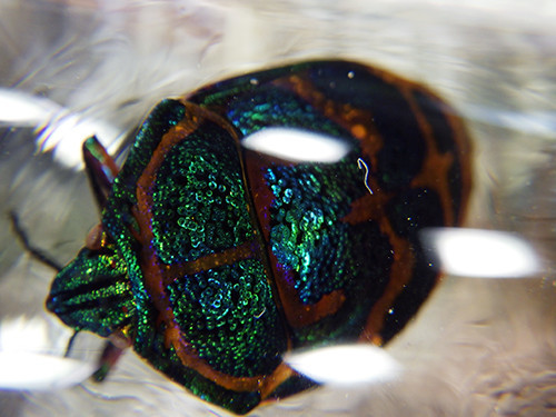 f:id:Naturalhistory:20201021143046j:plain