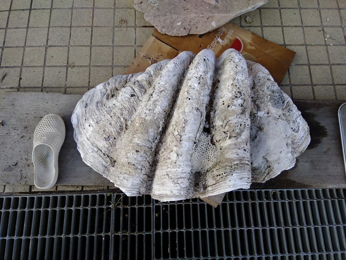 f:id:Naturalhistory:20201021162548j:plain