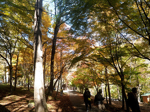 f:id:Naturalhistory:20201031114258j:plain