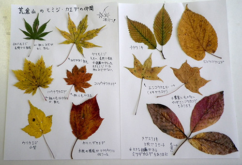 f:id:Naturalhistory:20201031160404j:plain