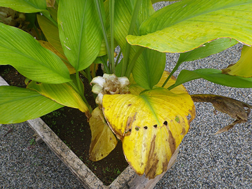 f:id:Naturalhistory:20201104105931j:plain