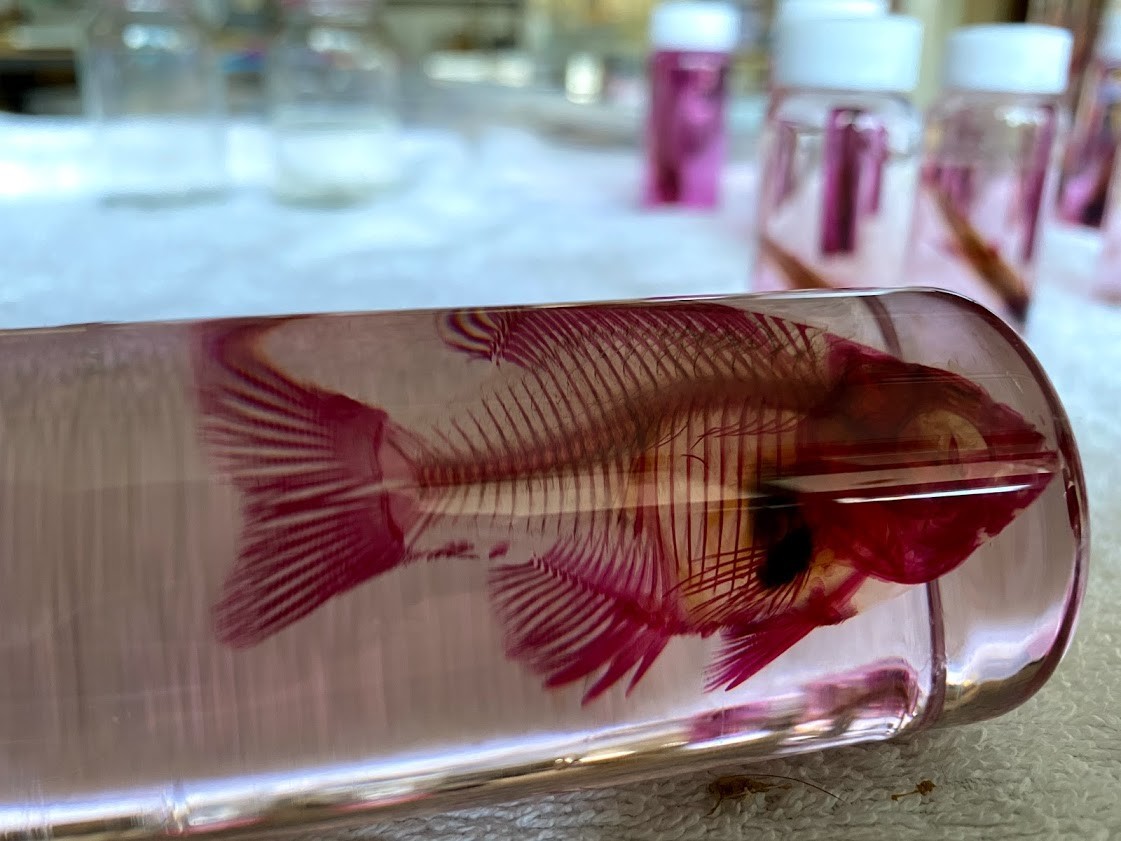 f:id:Naturalhistory:20201105154343j:plain