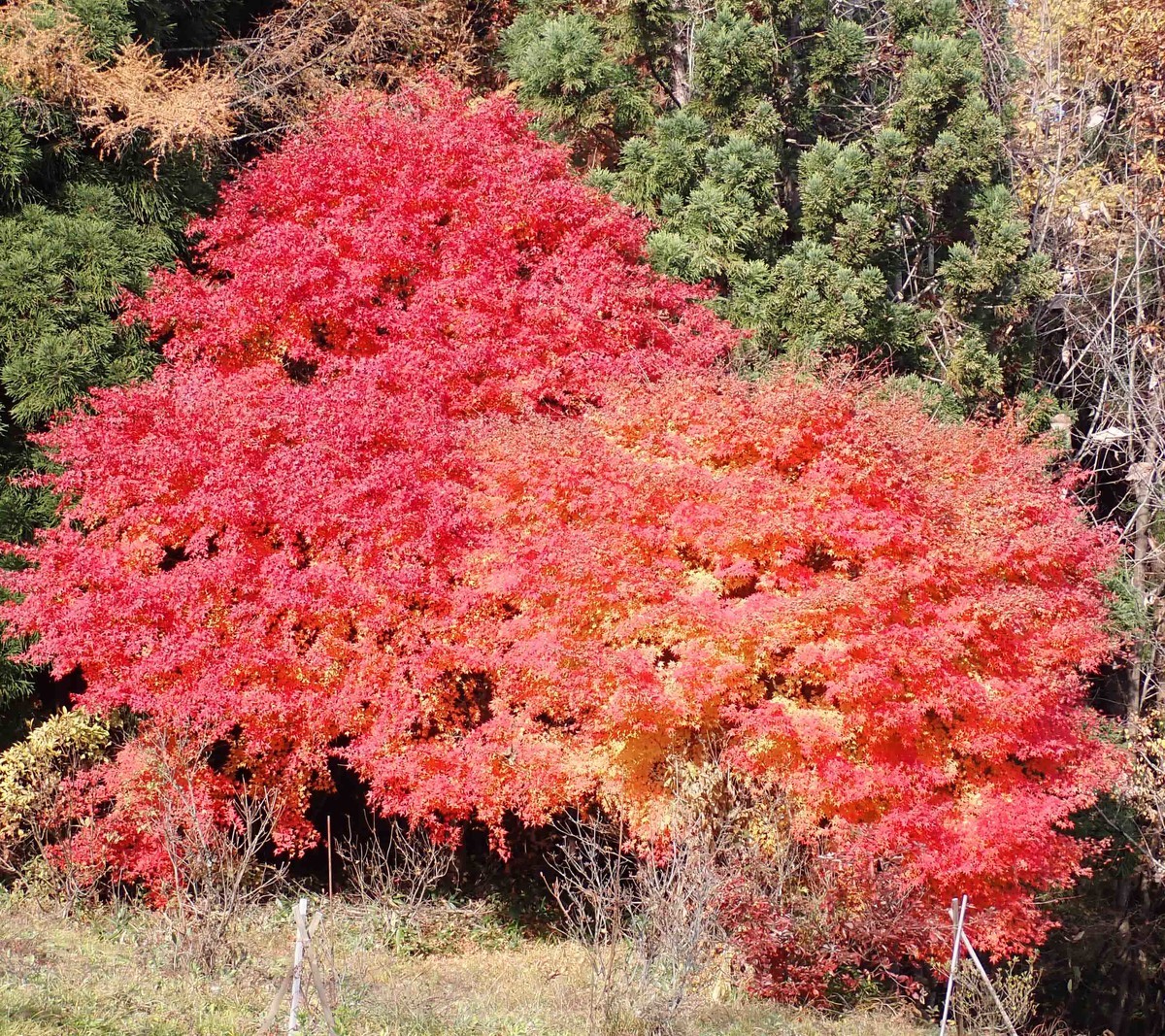 f:id:Naturalhistory:20201108133439j:plain