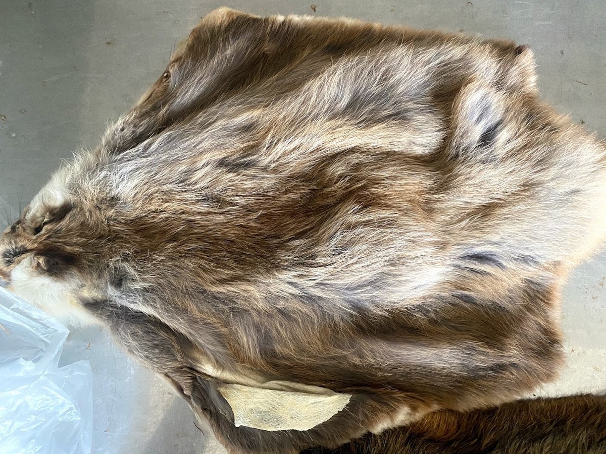 f:id:Naturalhistory:20201112163318j:plain
