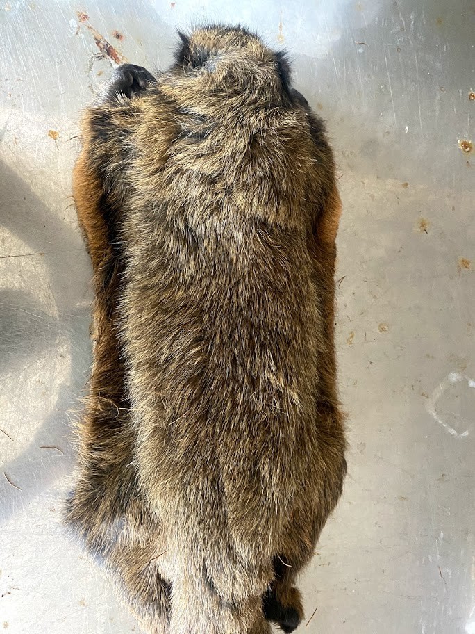 f:id:Naturalhistory:20201112163411j:plain