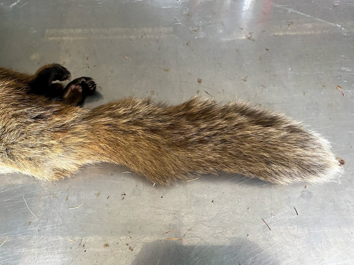 f:id:Naturalhistory:20201112163643j:plain