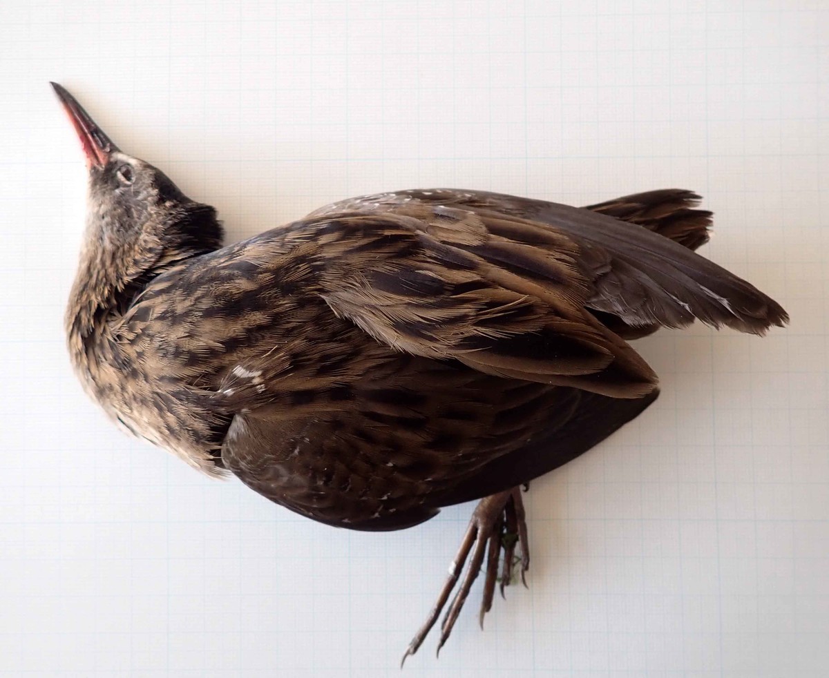 f:id:Naturalhistory:20201113090745j:plain