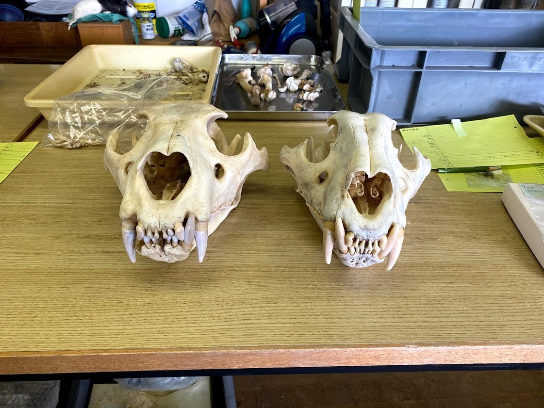 f:id:Naturalhistory:20201120161644j:plain