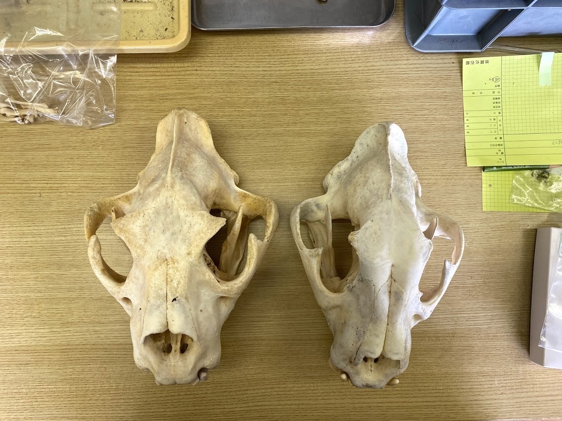 f:id:Naturalhistory:20201120161917j:plain
