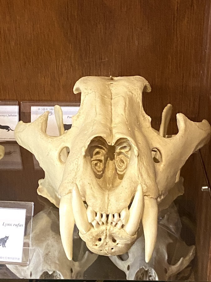 f:id:Naturalhistory:20201120162341j:plain