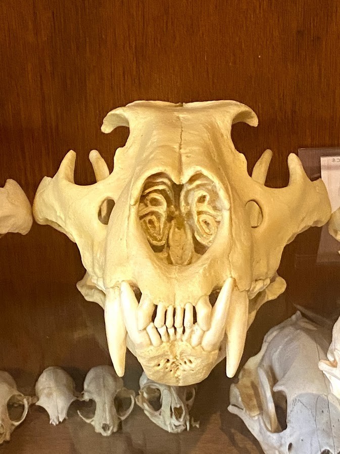 f:id:Naturalhistory:20201120162407j:plain