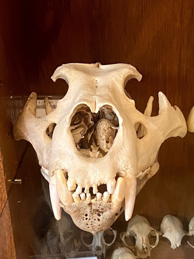 f:id:Naturalhistory:20201120162501j:plain