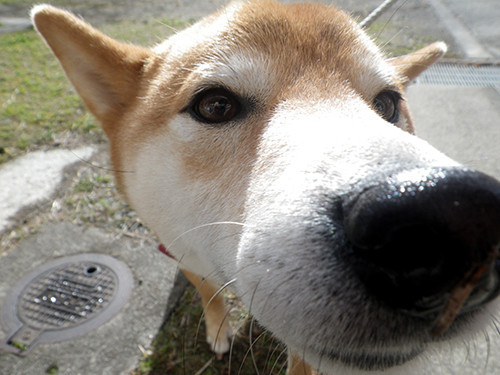 f:id:Naturalhistory:20201123102133j:plain