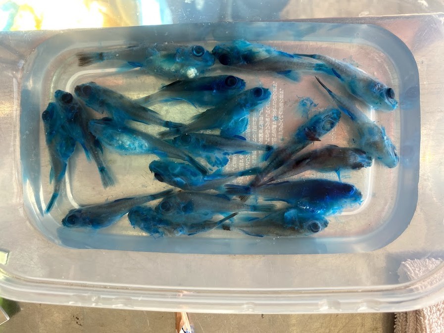 f:id:Naturalhistory:20201125164509j:plain