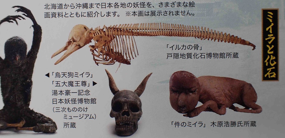 f:id:Naturalhistory:20201126125432j:plain
