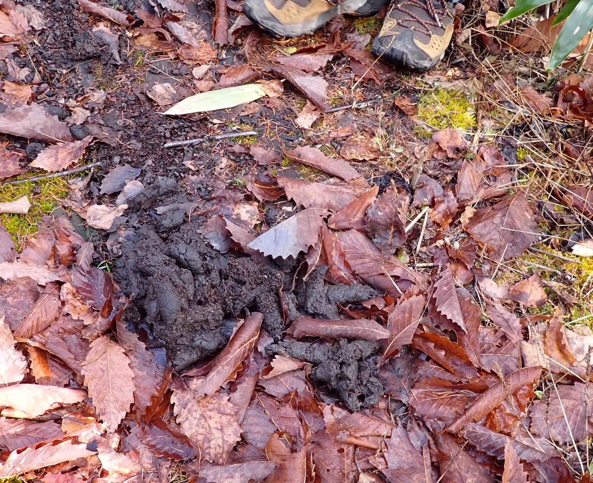 f:id:Naturalhistory:20201127101530j:plain