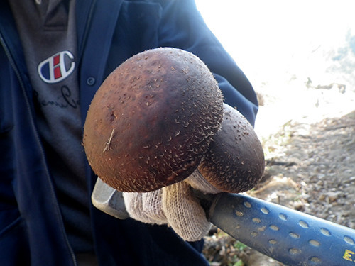 f:id:Naturalhistory:20201203164655j:plain