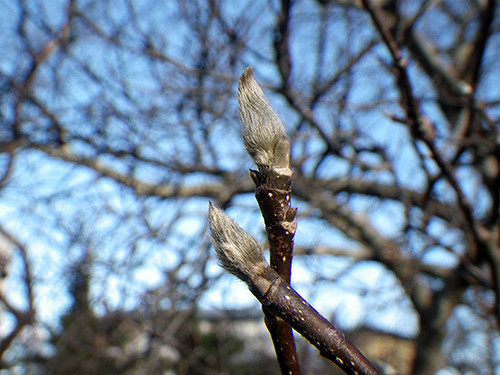 f:id:Naturalhistory:20201205171158j:plain