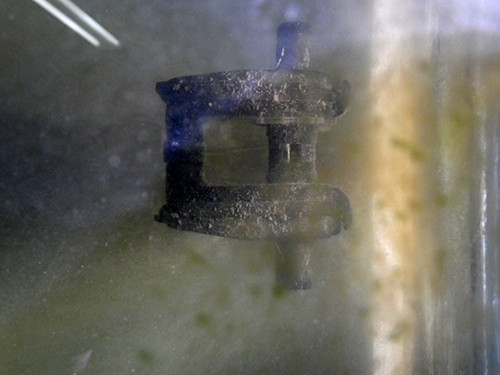 f:id:Naturalhistory:20201226144059j:plain