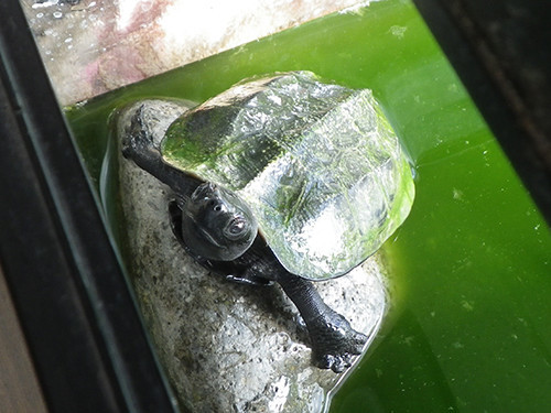 f:id:Naturalhistory:20201226144311j:plain