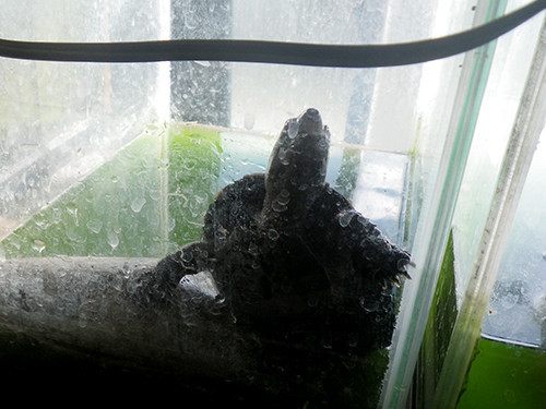 f:id:Naturalhistory:20201226144350j:plain