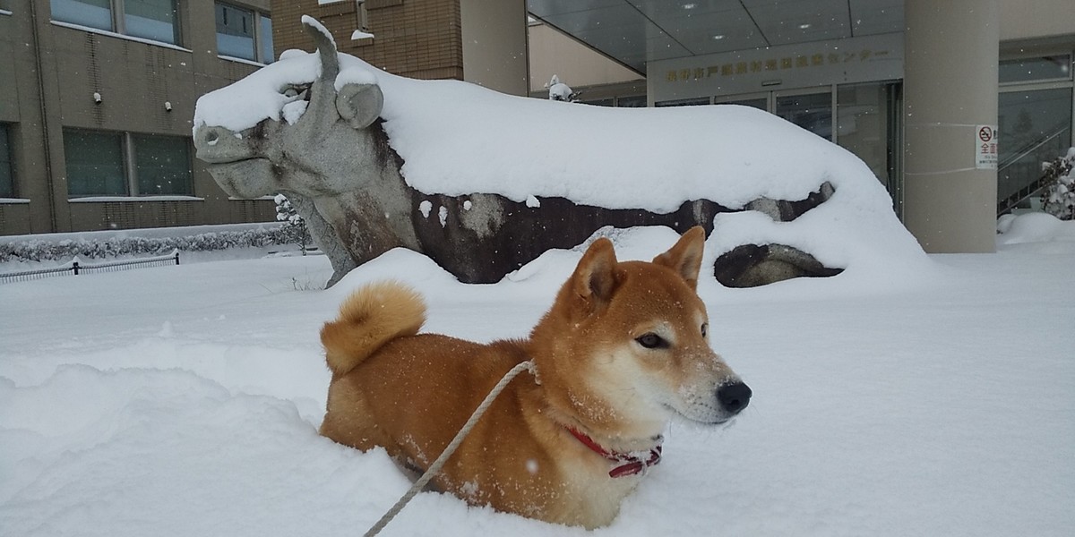 f:id:Naturalhistory:20210105152321j:plain