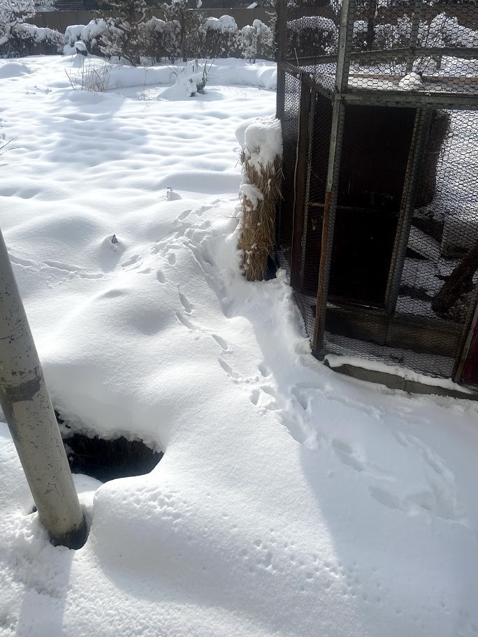 f:id:Naturalhistory:20210110160310j:plain